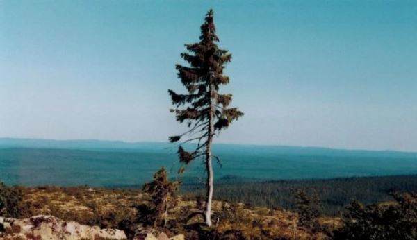 Топ-7: Самые старые деревья на Земле