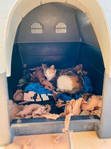 Питбуль попросил у хозяина разрешения приютить у себя в будке беременную кошку, чтобы она могла родить (9 фото)