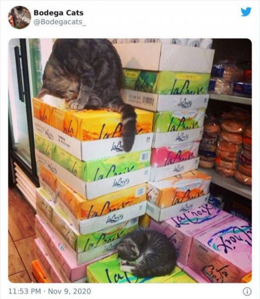 Магазинные кошки (31 фото)