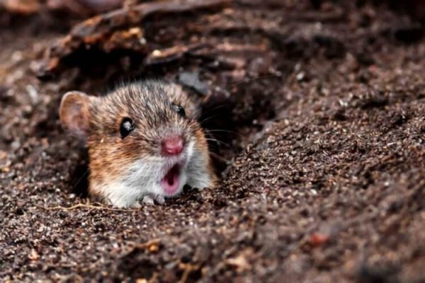 Как ученые превратили обычных мышей в свирепых хищников?