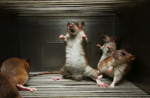 Как ученые превратили обычных мышей в свирепых хищников?