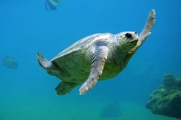 Топ-10: Интересные факты про морских черепах