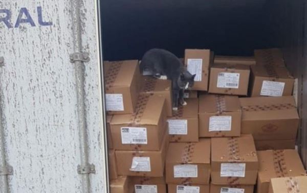 Нелегальная пассажирка: кошка провела 3 недели в запертом контейнере с конфетами, попав из Украины в Израиль (3 фото)