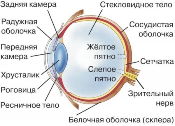 Что такое искусственная роговица глаза и зачем она нужна?