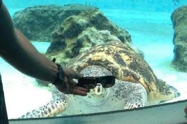 Топ-10: Интересные факты про морских черепах