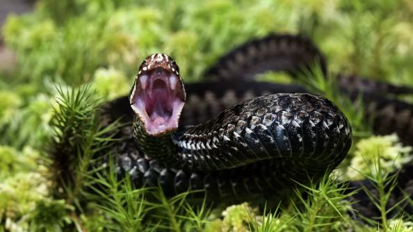 Ученые нашли компонент змеиного яда, блокирующий коронавирус